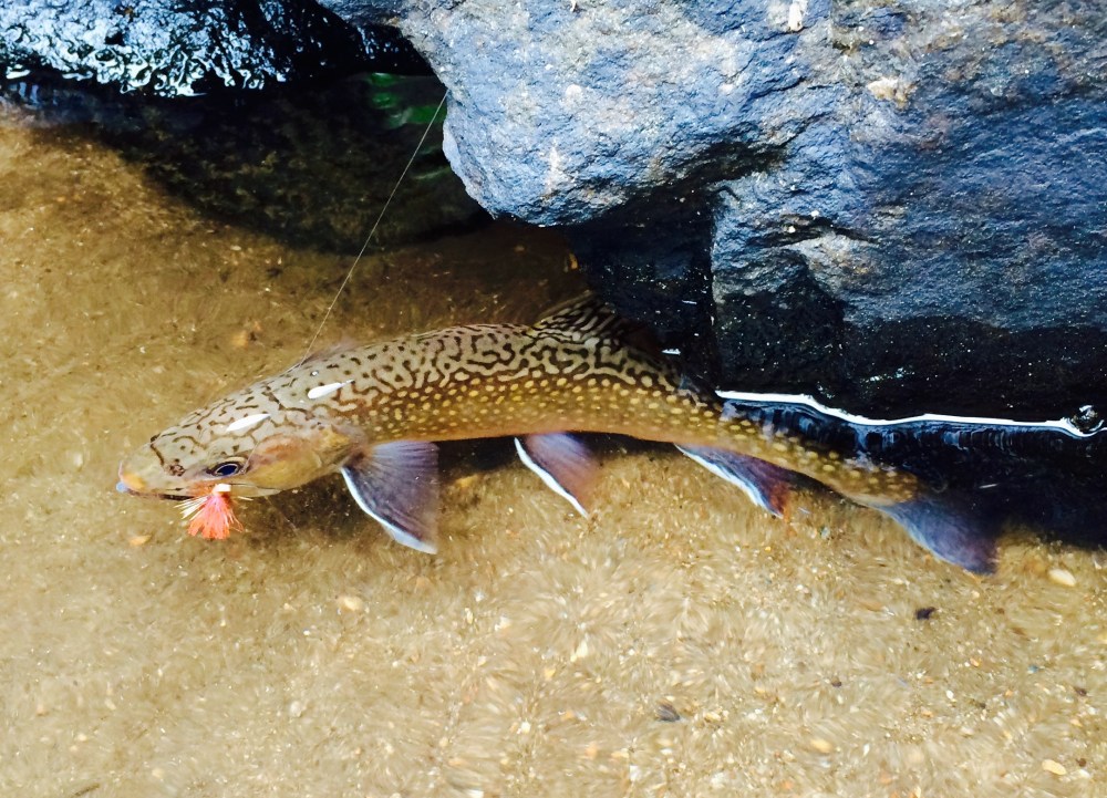 Gunning for Trout in western North&nbsp;Carolina