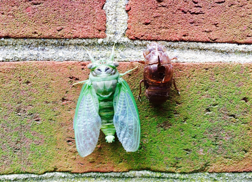 Discovering the Forgotten&nbsp;Wilderness